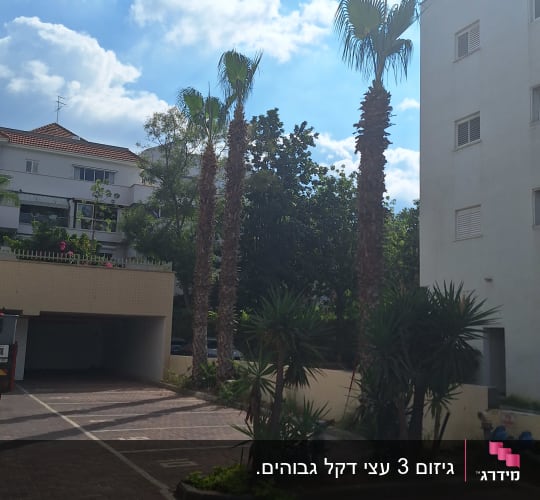 עצים גבוהים ליד בניין מגורים בשמש